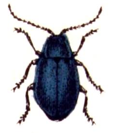 beetle-wc